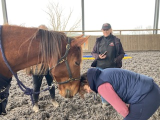 Femme caressant un cheval chaleureux
